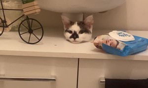 Cat Pokes Head Out of Hole Between Sink and Furniture