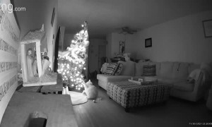 Cat Caught it Christmas Tree Pulls it Down