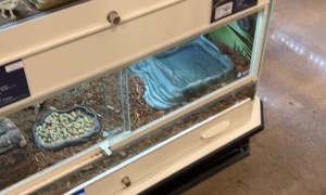 Bearded Dragon Bounces Watching Dog's Tail Wag