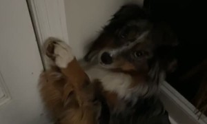 Cute Pup Begs Owner to Not Leave For Work