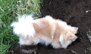 Digging Dog Distracted by Playful Friend