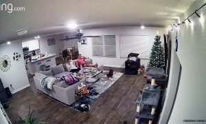 Puppy Dog Help Decorate Christmas Tree