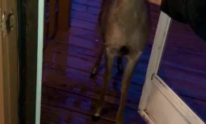 Bottle-Fed Fawn Comes to Visit