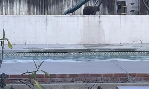 Bears Finish Backyard Play Session With a Swim