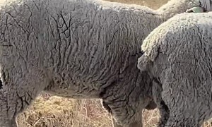 Herd of Sheep Cover Road in Colorado