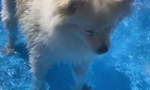 Pup Fills Up His Pool