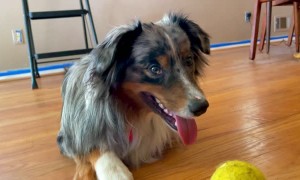 Upside Down Pup Pauses