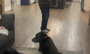 Virtual Plank Walk Causes Real World Fall