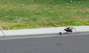 Magpie Plays With Rolling Ball