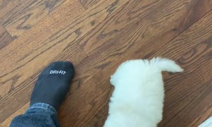 3-Hour Assembly Doesn't Stop Buster from Breaking Out