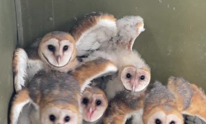 Baby Barn Owls Stick Together