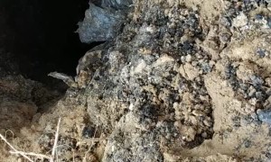 Puppy Rescued From Hole in Russia