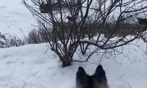 Sled Slides Over Edge