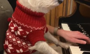 Relaxed Doggy Listens Closely to Christmas Carol