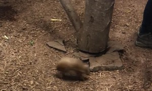 Baby Armadillo Zooms Around Tree