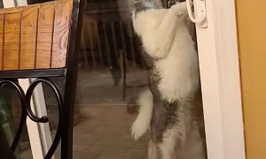 Husky Likes to Lick the Door