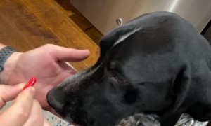 Spotted Pup Won't Take Pill