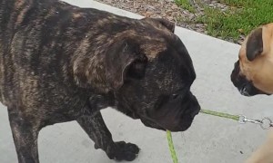 Milo Helps Missy Get to the Beach Faster