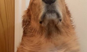 Pup Basks In Blow Dryer