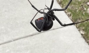 Big Black Widow Spider Dangles From Web