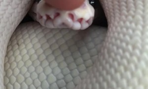 Booping a Snake on the Snout