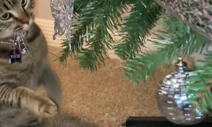 How to Keep a Tree Cat Free