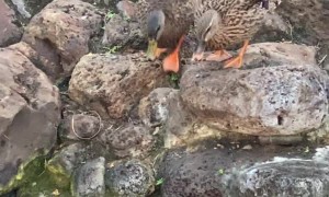 Ducks Duke It Out in Small Pond