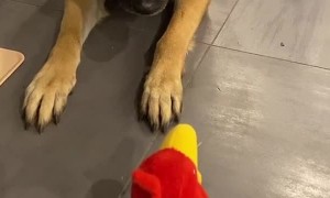 When the Toy Barks Back