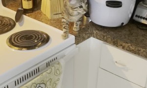 Counter Climbing Cat Nearly Cut