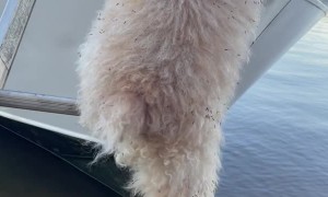 Tiny Pup Climbs Up Tall Boat Ladder