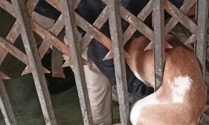 Pup Pulled From Between Bars