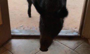 Boar Opens the Door