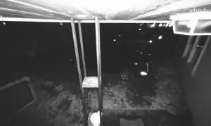 Inflatable Elephant Blows Away