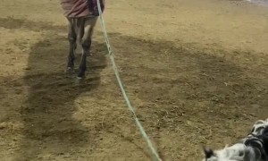 Pup Helps with Horse