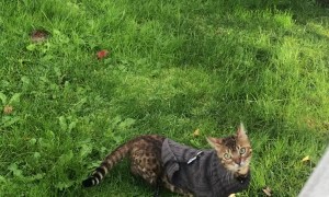 Beautiful Bengal Cat Takes a Fall
