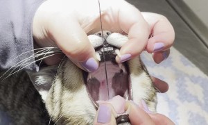 Vet Removes Sewing Needle From Cat's Throat