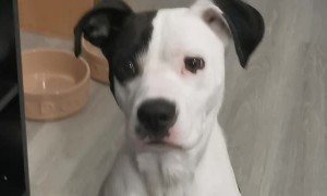 Teaching Dog That Not Every Knock Is a Visitor