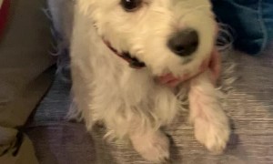 Daughters Surprise Dad With Westie Puppy