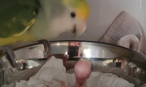 Papa Parrot Feeds Chick