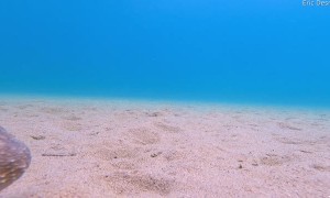 Octopus Loves the Camera