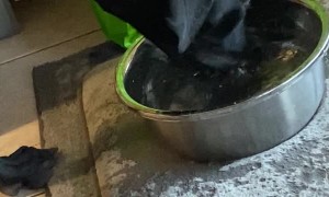 Great Dane is Sloppy Drinker