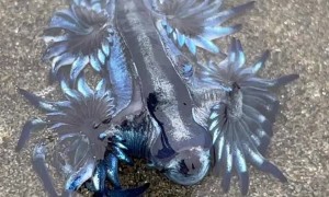 Blue Dragon Sea Slug Gently Swims