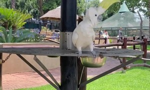 Dancing Parrot Makes Moves