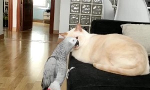 Parrot Teases Exasperated Cat