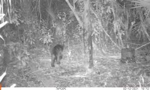 Bear Family Gets Some Good Scratches