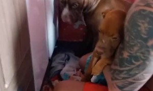 Old Dog Hides From New Pup