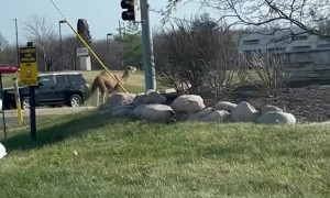 Kansas Camel Struts Down Street