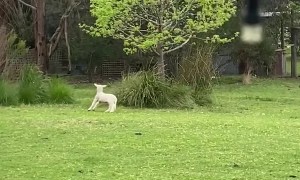 Lamb is Perfect Playmate for Sheepdog Pup