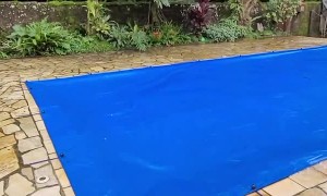 Pup Plays on Covered Pool