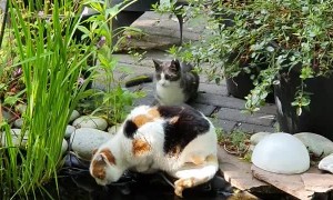 Kitten Pushes Cat into Pond